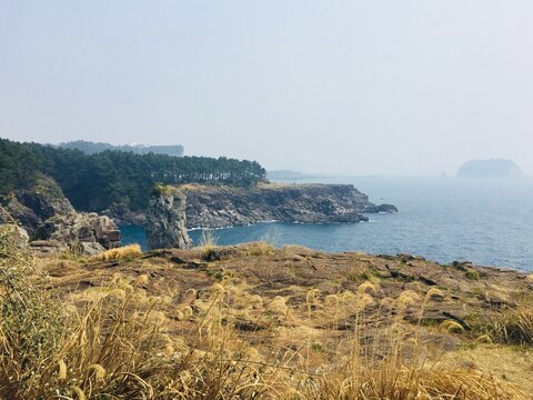 Panoramic view of Oedolgae Rock and coastal cliffs with silver grass on Jeju Island