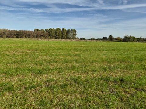 a beautiful green meadow in a nature reserve that has just been mown in autumn in the dutch countryside and a row of trees and a blue sky with white in the background