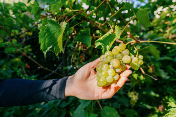 Naklejka premium Woman holding ripe green grapes in vineyard
