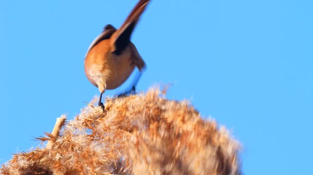 Wildlife - Birds. They feed on bearded reedling (Panurus biarmicus) birds, insects and reed seeds that live in large reeds in wetlands.