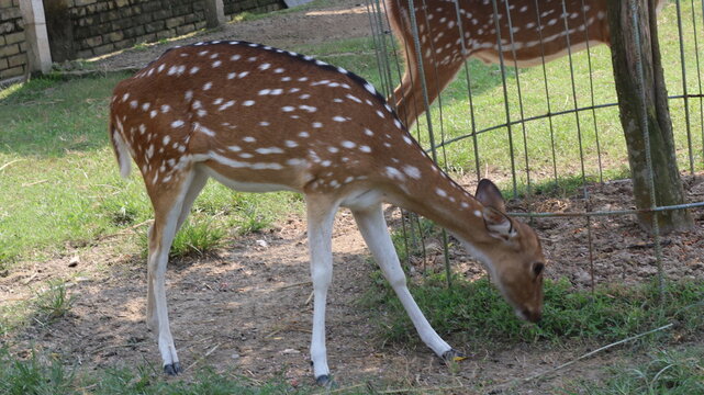 Beautiful Spotted Deer Standing on Green Grass in a Natural Park
