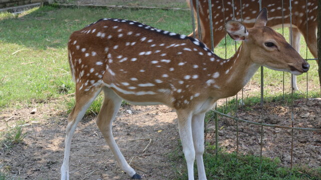 Beautiful Spotted Deer Standing on Green Grass in a Natural Park
