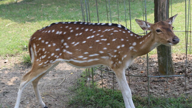 Beautiful Spotted Deer Standing on Green Grass in a Natural Park
