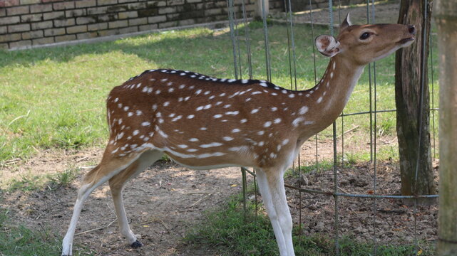 Beautiful Spotted Deer Standing on Green Grass in a Natural Park
