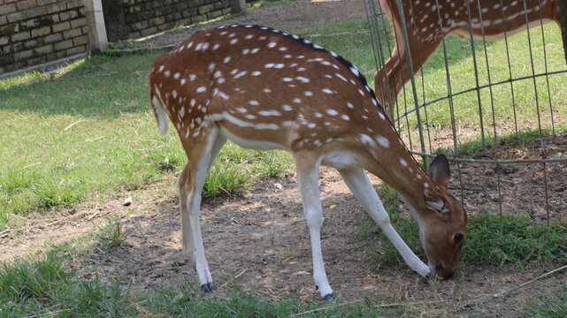 Beautiful Spotted Deer Standing on Green Grass in a Natural Park
