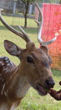 Beautiful Spotted Deer Standing on Green Grass in a Natural Park
