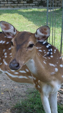 Beautiful Spotted Deer Standing on Green Grass in a Natural Park
