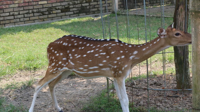 Beautiful Spotted Deer Standing on Green Grass in a Natural Park
