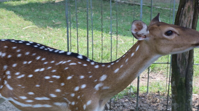 Beautiful Spotted Deer Standing on Green Grass in a Natural Park
