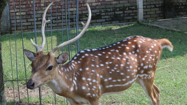 Beautiful Spotted Deer Standing on Green Grass in a Natural Park
