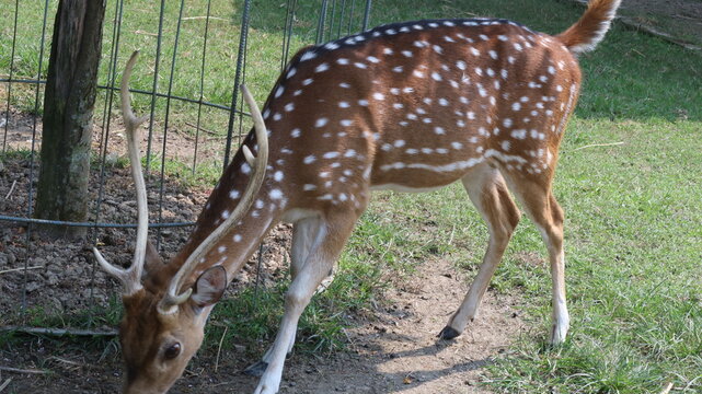 Beautiful Spotted Deer Standing on Green Grass in a Natural Park
