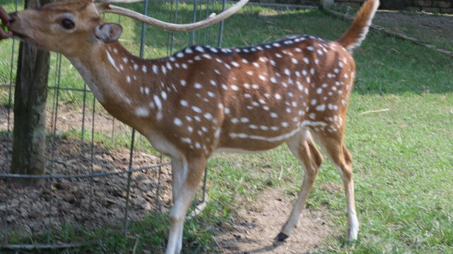 Beautiful Spotted Deer Standing on Green Grass in a Natural Park
