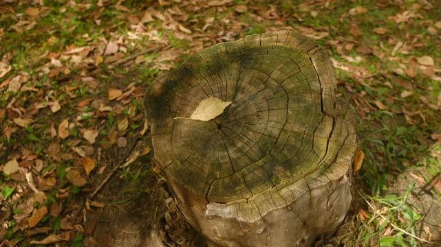 Old weathered tree stump with visible growth rings and a single yellow autumn leaf on top, sitting among fallen foliage on the forest floor as gentle shadows play across the scene