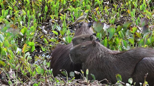 Capybaras and Cattle Tyrant, Hydrochoerus hydrochaeris, Machetornis rixosa, parasitism, biological interaction, generally of a trophic nature,  South Wild Lodge, Pantanal, Mato Grosso, Brazil.
