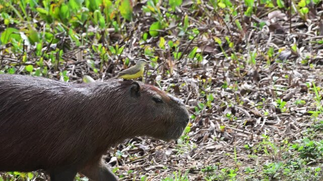 Capybaras and Cattle Tyrant, Hydrochoerus hydrochaeris, Machetornis rixosa, parasitism, biological interaction, generally of a trophic nature,  South Wild Lodge, Pantanal, Mato Grosso, Brazil.