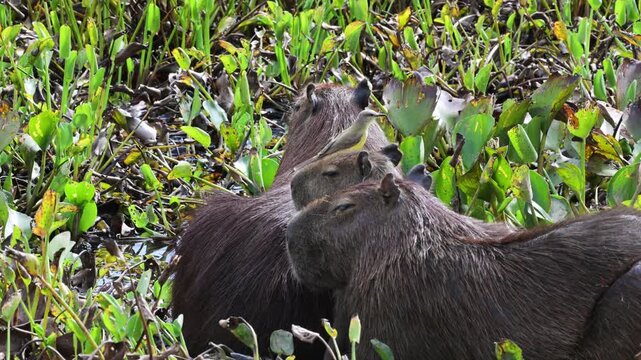 Capybaras and Cattle Tyrant, Hydrochoerus hydrochaeris, Machetornis rixosa, parasitism, biological interaction, generally of a trophic nature,  South Wild Lodge, Pantanal, Mato Grosso, Brazil.