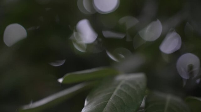 Macro close up of green laurel leaf trembling in wind with blurry bokeh circles, 4k 120fps slow motion static nature footage