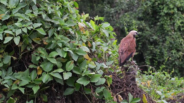 Black collared Hawk, Busarellus nigricollis, Hawk, take fly, South Wild Lodge, Pantanal, Mato Grosso, Mato grosso du Nord, Brasil, rainforest, slow motion