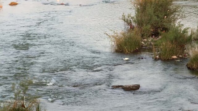 Little egret fishing in shallow flowing river with night herons perched in reeds, polluted riverbank wildlife scene, wide shot, India nature footage