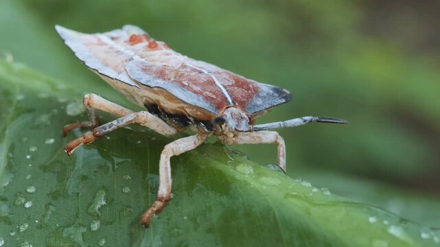 macro video of a shield bug, stink bug, resting on a dew-covered green leaf, showing intricate details of its antennae, legs, and patterned wings.