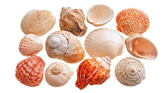 Variety of seashells and snail shells, beach and summer concept