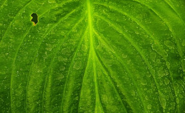 Green leaf surface with lines and pattern abstract colorful background