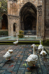 White geese beside a mossy fountain in the Gothic cloister of Barcelona Cathedral © Puripat