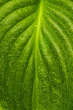 Green leaf surface with lines and pattern abstract colorful background
