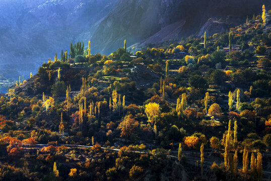 View of autumn landscapes of Hunza Valley with vibrant yellow and orange trees, terraced hillsides, and mountain slopes under soft sunlight in Hunza Nagar, Gilgit Baltistan, Pakistan.