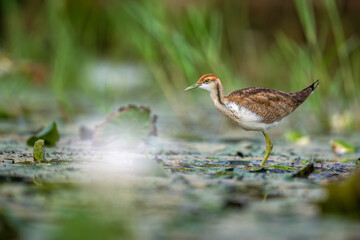 Fototapeta premium Beautiful horizontal composition framing a wild Pheasant-tailed Jacana in active motion across calm, blossom-dappled pond waters.