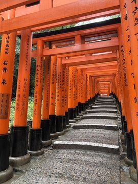 View of Senbon Torii with vibrant orange torii gates lining a stone path in a forest setting in Kyoto, Kyoto, Japan.