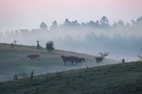 View of cows grazing in a misty meadow with a forest in the background in Warmian-Masurian Voiv, Poland.