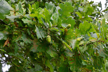 Oak Tree Branch with Green Leaves and Acorns © Irina