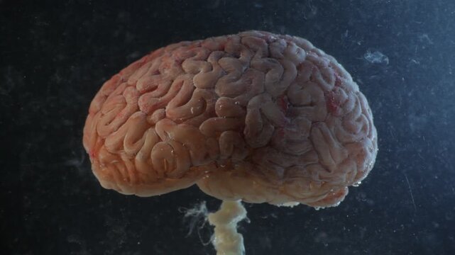 Silicone brain prop in a water tank with air bubbles, side view.