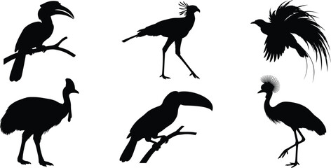 Fototapeta premium Exotic Tropical Bird Silhouette Collection with Toucan Cassowary and Crowned Crane