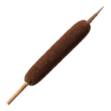 Brown cattail reed plant on a transparent background