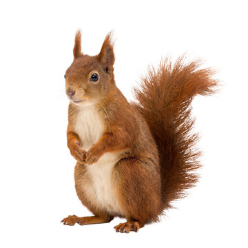 Curious red squirrel with fluffy tail on a transparent background