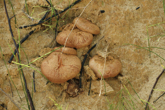 mushrooms on the ground