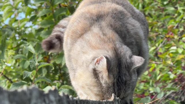 The cat is walking along the fence.