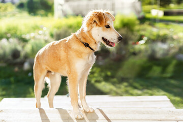 Fluffy mixed-breed dog standing on wooden platform in sunny garden. Cute pet side portrait, outdoor lifestyle. © annaartday