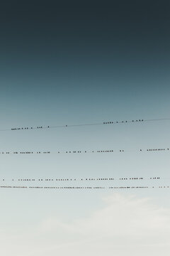 View of numerous birds perched on multiple horizontal power lines against a clear blue sky, Soru, Hiiu County, Estonia.