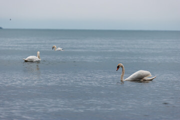 Three swans swimming across a calm expanse of water. Waterbirds in a natural coastal habitat. Wildlife and birdwatching. Wetland biodiversity and aquatic ecosystem. © Anton Dios