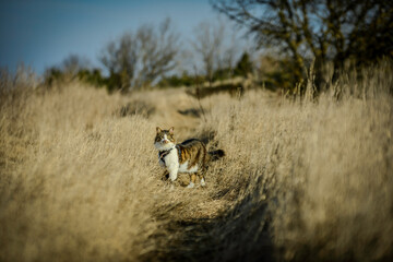 prairie cat in autumn © criskorah