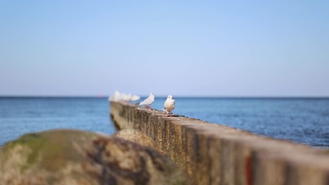 Seagull standing on a wooden breakwater beside calm blue water with other gulls. Coastal birdlife and marine habitat. Wildlife observation and nature conservation.