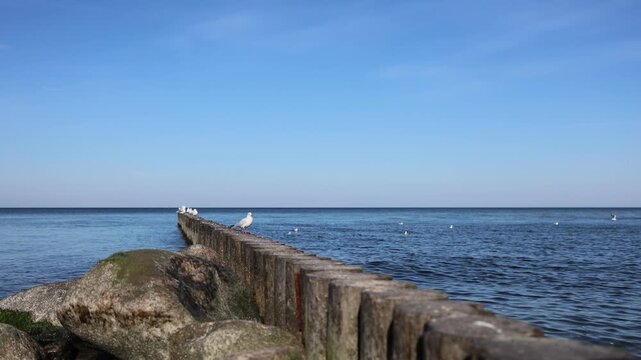 Seagull standing on a wooden breakwater beside calm blue water with other gulls. Coastal birdlife and marine habitat. Wildlife observation and nature conservation.