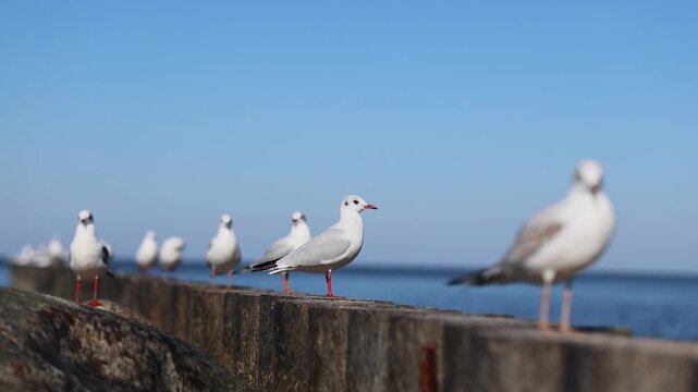 Seagull standing on a coastal seawall as other gulls perch nearby. Shorebirds by the ocean. Coastal wildlife and marine nature. Seaside birdwatching. Natural habitat.