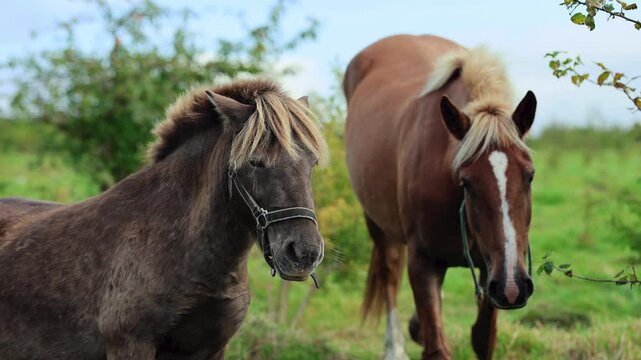 Horses standing in a green pasture, with chestnut, bay and gray horses facing the camera. Equine animals on a farm. Horse herd in a rural paddock. Livestock outdoors.