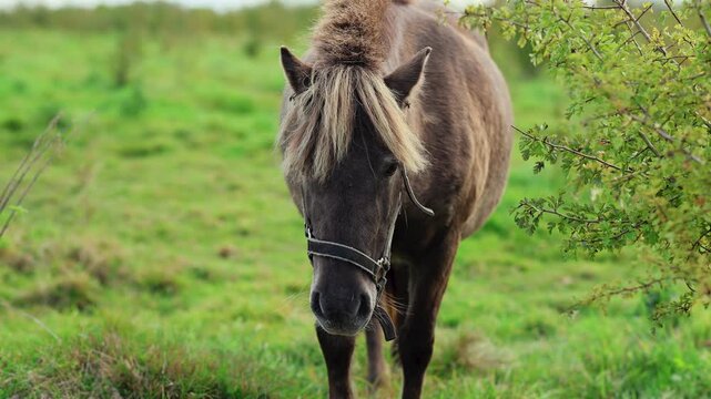 Pony in halter lowers its head in a grassy paddock. Domestic horse portrait. Pasture grazing, farm life and livestock. Rural countryside and equine animal care.