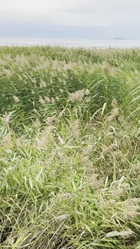 Vertical stock video of tall reeds along a tranquil lakeshore
