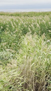 Cinematic vertical shot of dense marsh grass with lake background